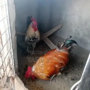 Photo - Lovebirds Rabbits Hens and cages