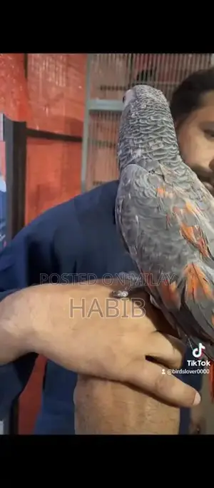 Photo - african grey red factor congo female afrecan gray parrot tal