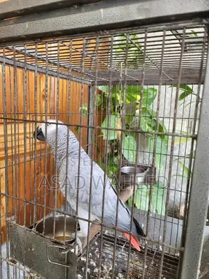 Photo - African grey parrot for sale with cage
