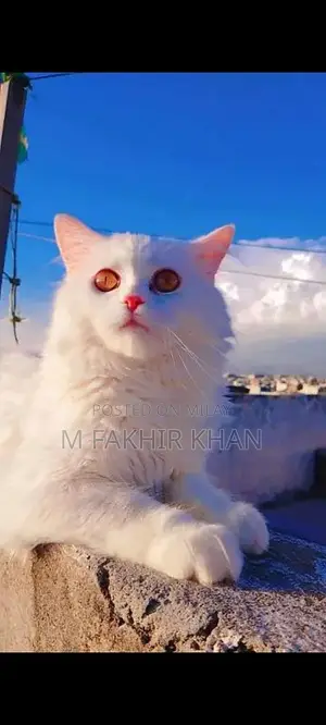 Photo - cat for sell