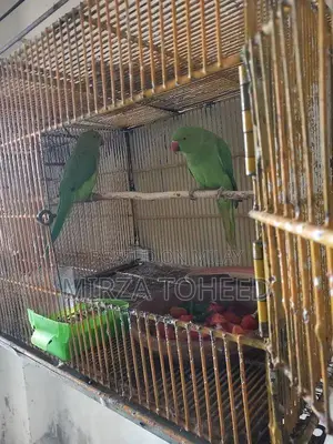 Photo - Ringneck green parrot pair