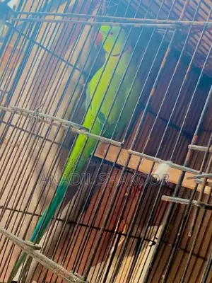 Photo - indian Green ringneck parrot for sale