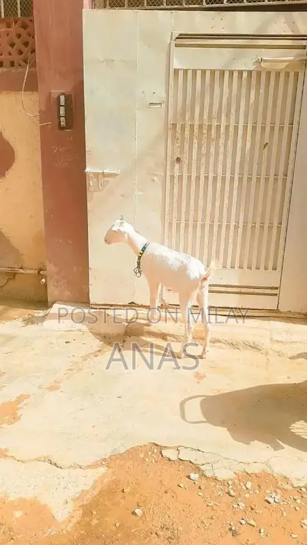 8 month white eyes Gulabi Teddy bakri