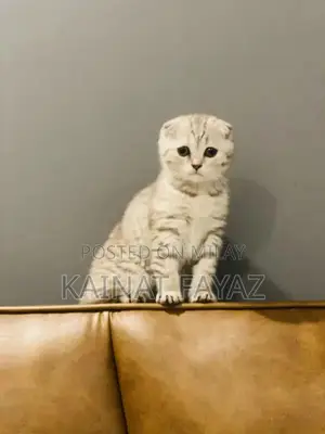 Photo - Scottish fold kitten female available for sale in Islamabad