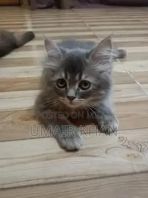 Photo - Persian male kitten