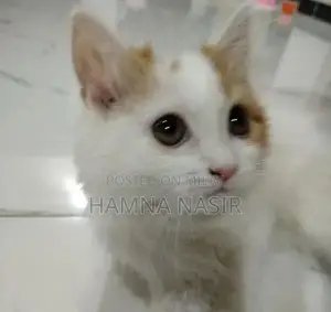 Photo - Persian kitten 1.5 months old