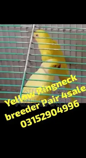 Photo - Grey parrot chicks, yellow ringneck (price mentioned in desc