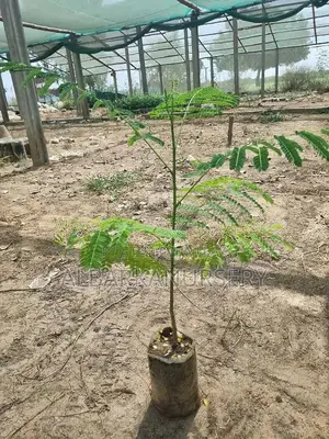 Photo - Plant Neem and Gulmohar Trees