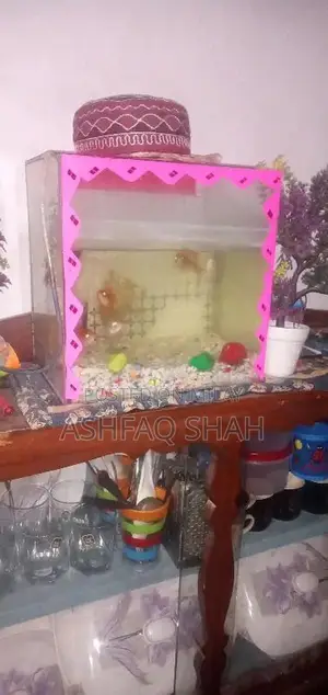 Photo - Aquarium + 6Fishes Very Cheap Urgnt