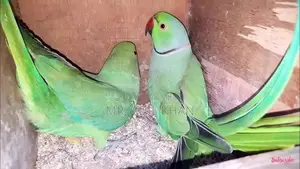 Photo - Parrot for sale