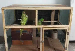 Photo - Ringneck Parrot Pairs 100% breeders