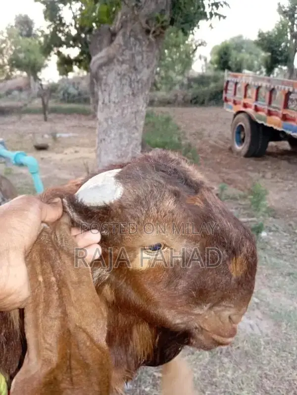 qurbani goat