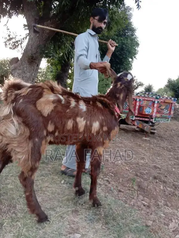 qurbani goat