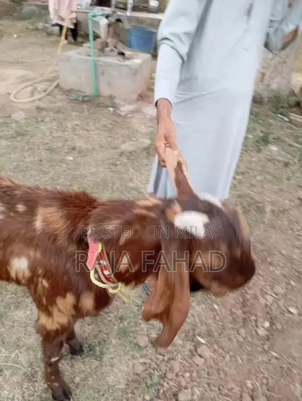 qurbani goat