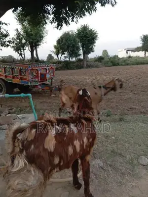 qurbani goat