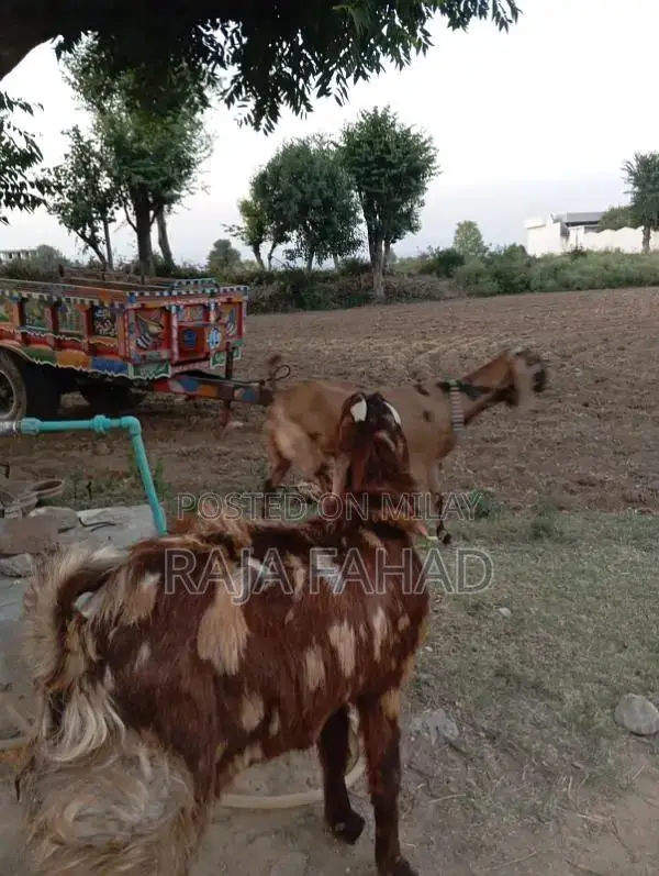 qurbani goat