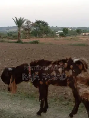 qurbani goat