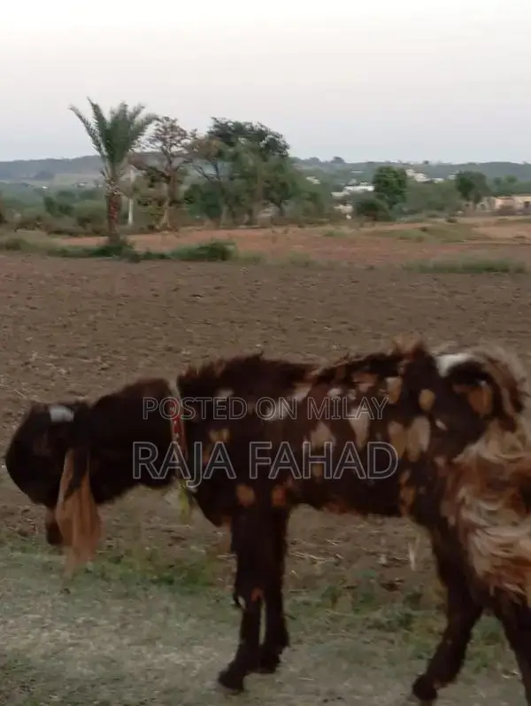 qurbani goat