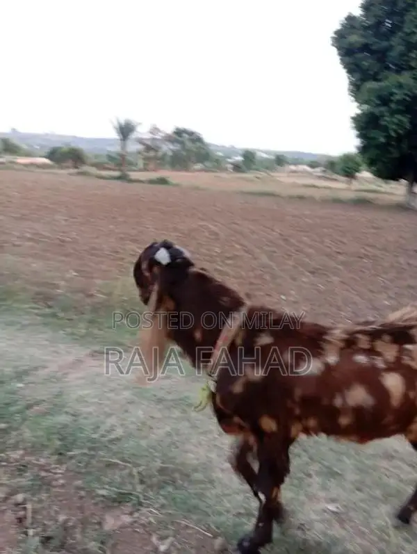 qurbani goat