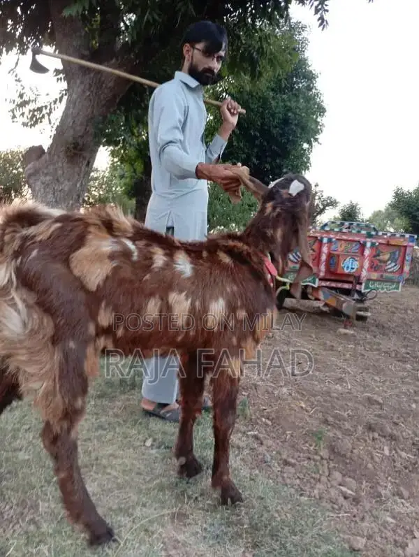 qurbani goat