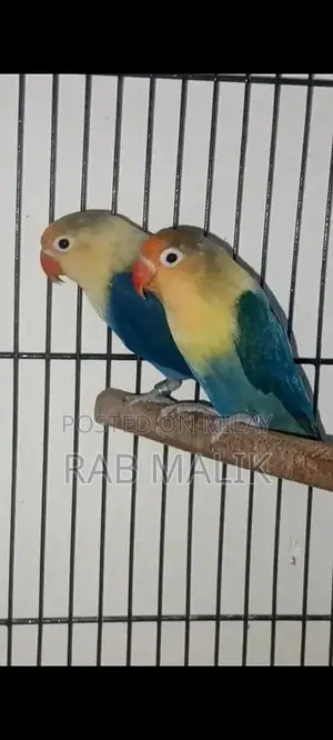 Photo - lovebirds 2 pairs for sell 4500