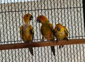 Photo - Sun Conure, rosella,cocktail