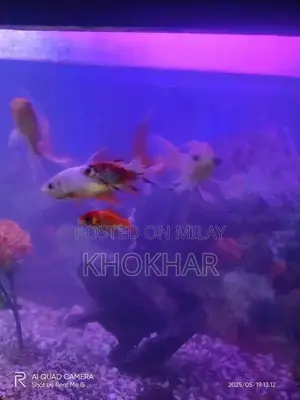 Photo - aquarium with fishesh for sale