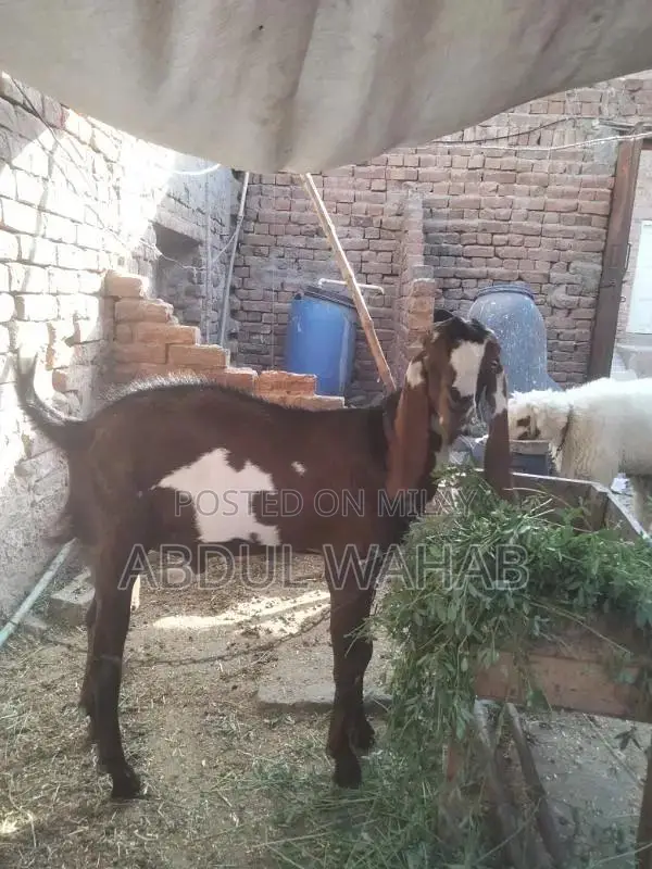 for qurbani 2025