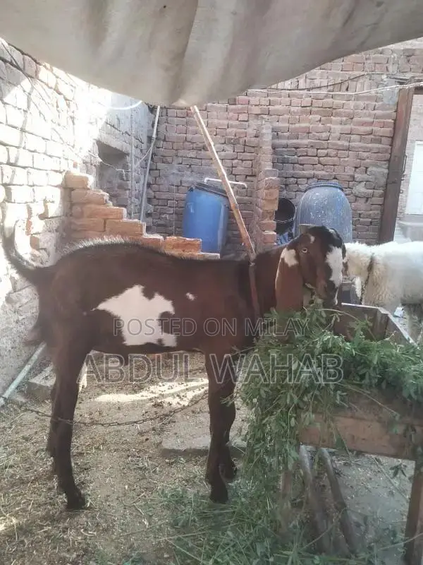 for qurbani 2025