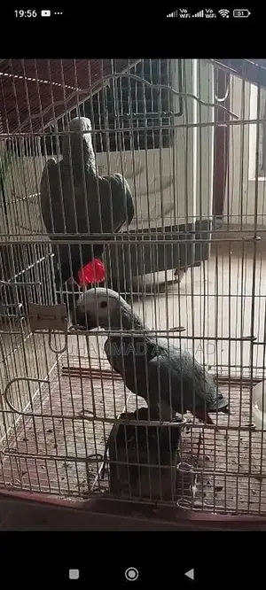 Photo - African grey chicks for sale
