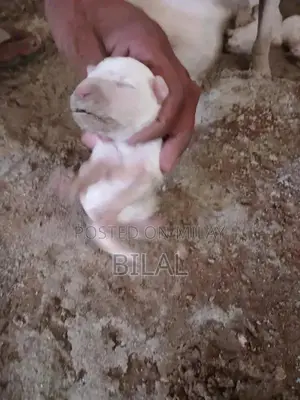 Photo - Gultair baby
