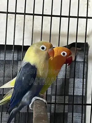 Photo - Lovebirds breeder pair