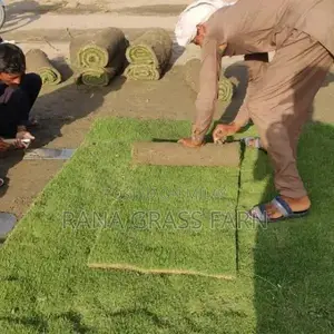 Photo - Grass