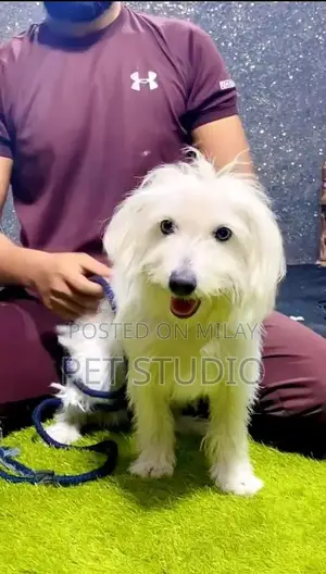 Photo - poodle dog for sale - dog-white dog