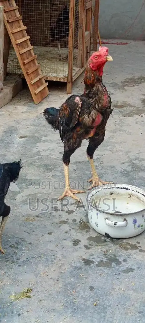 aseel 1 murga 1 murgi