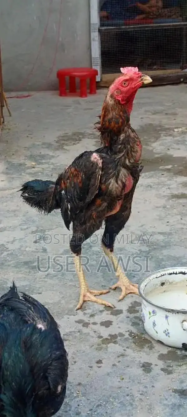 aseel 1 murga 1 murgi