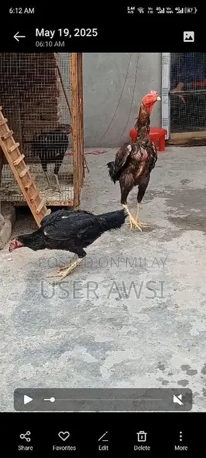 aseel 1 murga 1 murgi