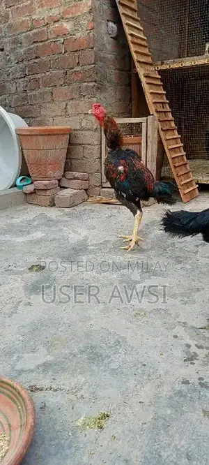 aseel 1 murga 1 murgi