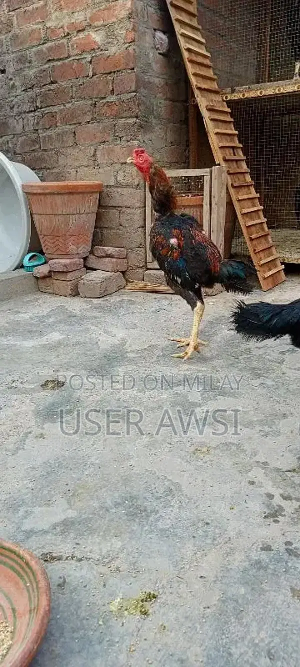 aseel 1 murga 1 murgi