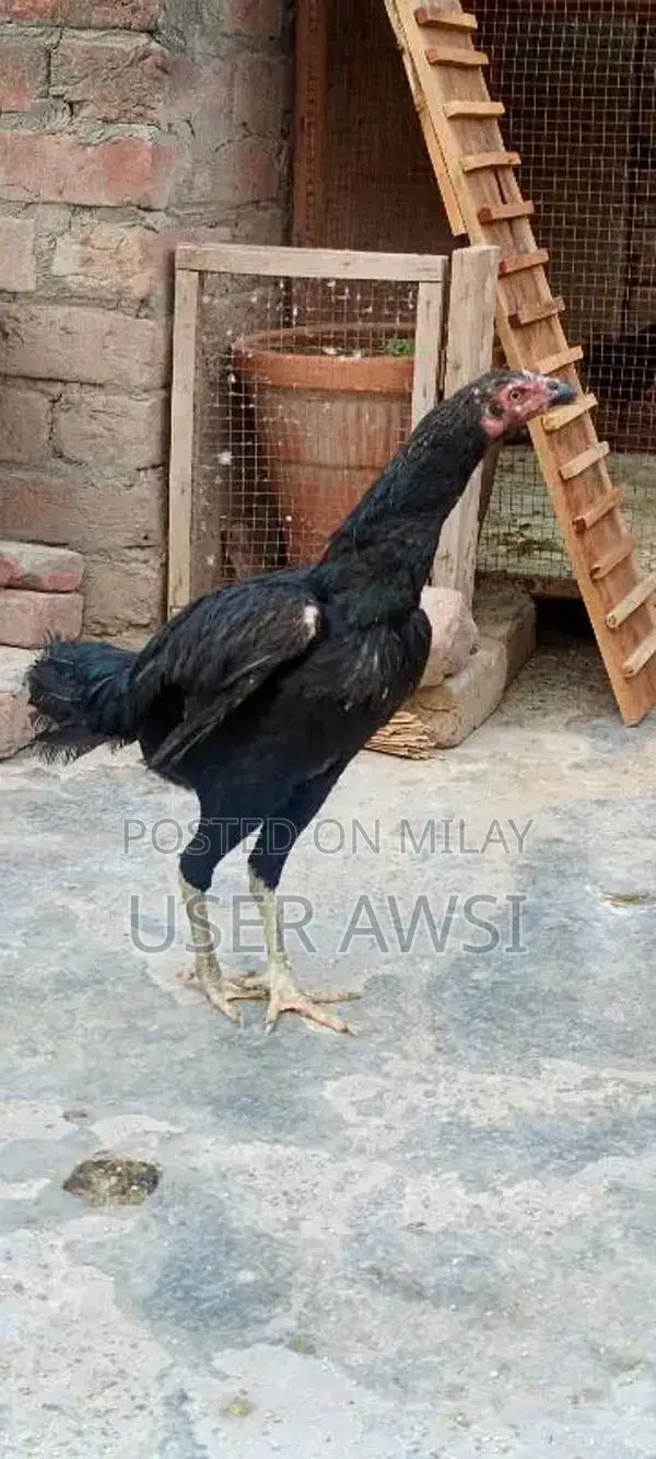 aseel 1 murga 1 murgi