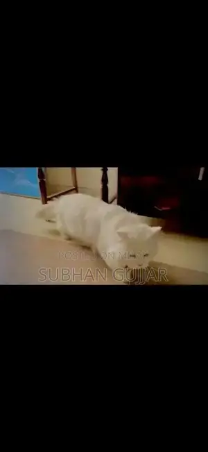 Photo - friendly or bredar cat . wite colour no bite. green eays
