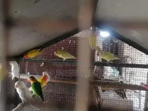 Photo - love birds for sale