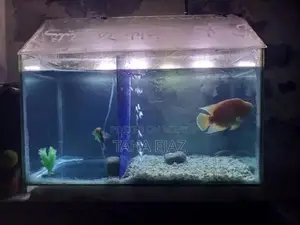 Photo - aquarium and fish