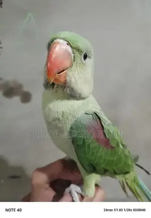 Photo - raw parrot chick baby parrot