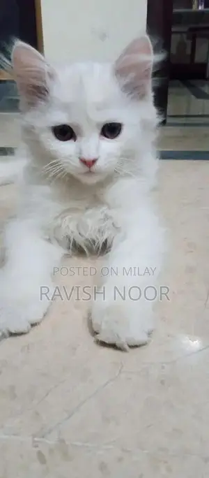 Photo - Persion cat active cat train cat white colour female cat