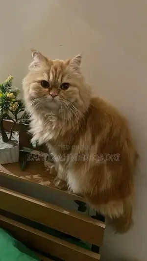 Photo - 1 year playful triple coated ginger color