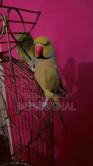 Photo - Ringneck parrots