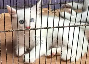 Photo - Persian Kittens