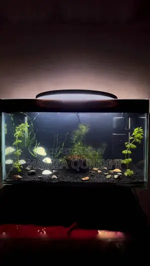 Photo - Gappy grass aquatic plant big bunch