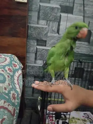 Photo - age 3 months ringneck baby healthy handtame